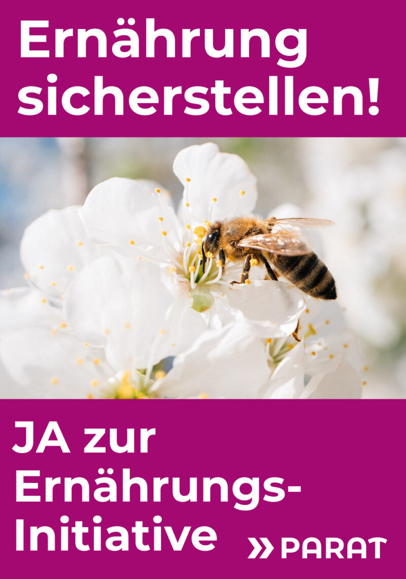 Eine Biene bestäubt eine Kirschblüte.